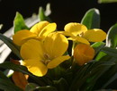 Aegean wallflower